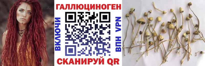 Купить где  Новомичуринск  Галлюциногенные грибы Psilocybine cubensis 